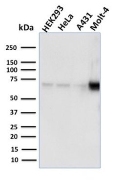 Nrf1 Antibody (NRF1/2609) - Azide and BSA Free, Novus Biologicals 100 &mu;g;